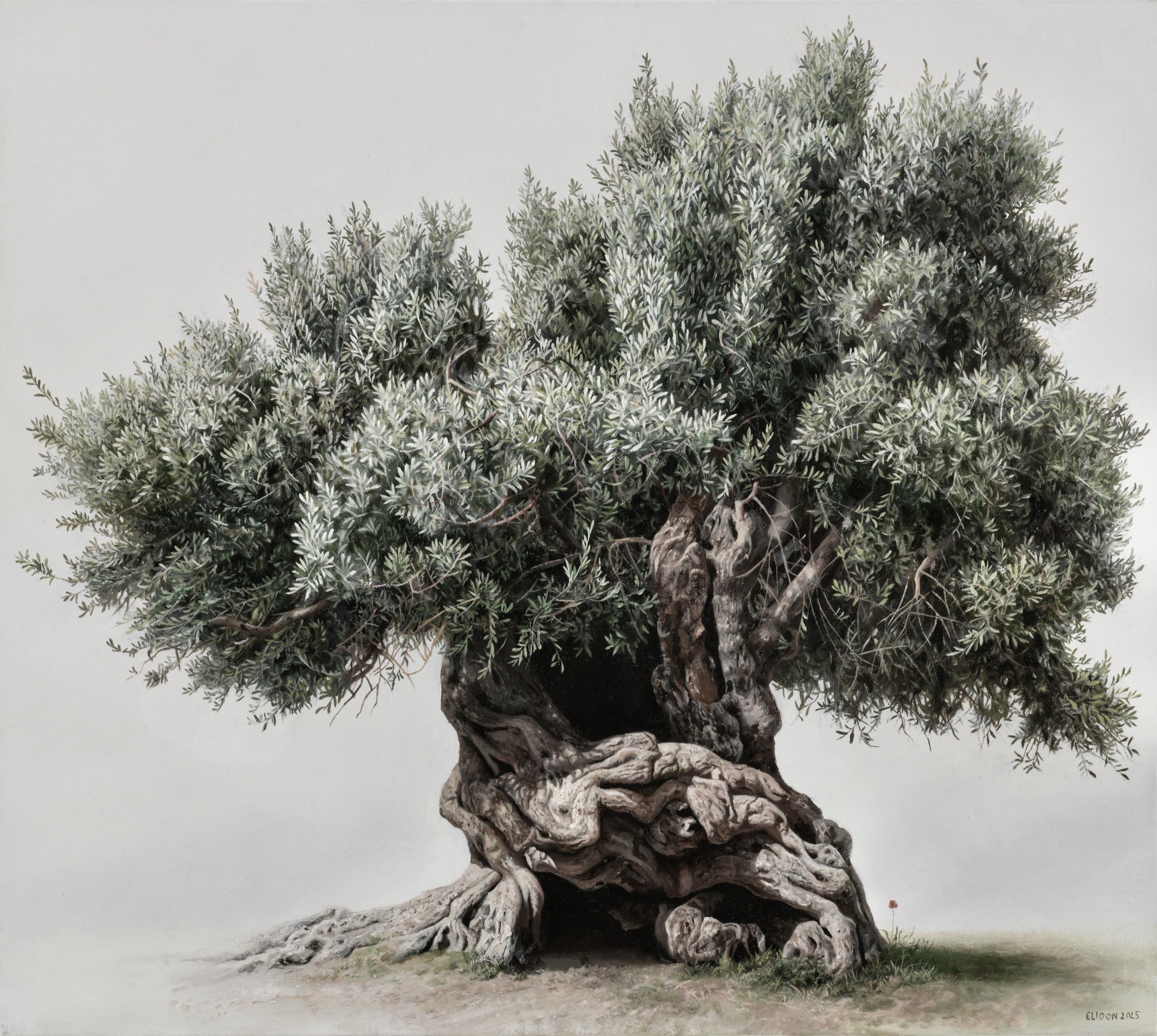 Yannis — Oil painting of an olive tree by Elidon
